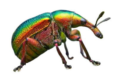 a colorful beetle