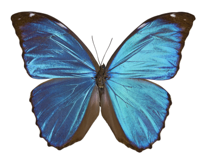 a blue butterfly